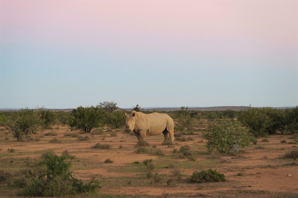 Rhino on safari in Samara Private Game Reserve