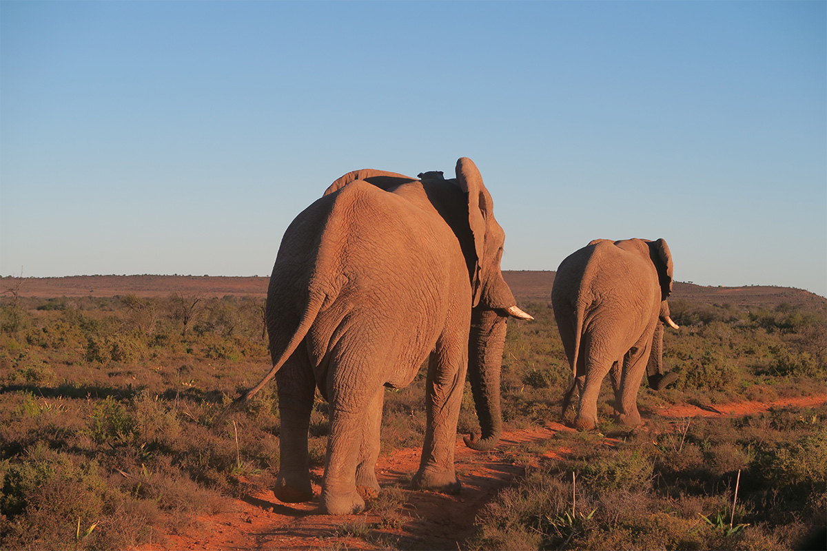 Elephants on safari in Samara Private Game Reserve