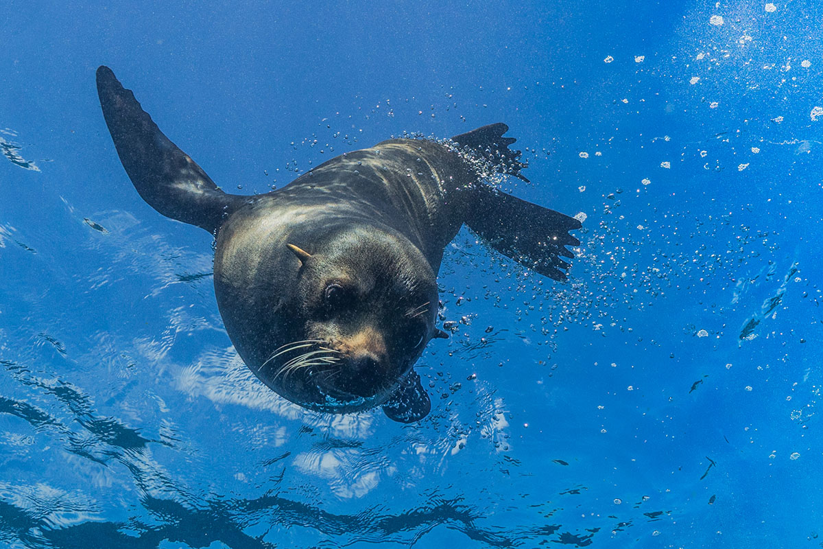 wildlife, seals and underwater life