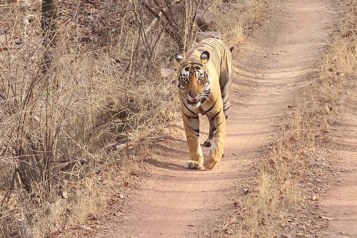 Our experience at Sher Bagh, Ranthambore