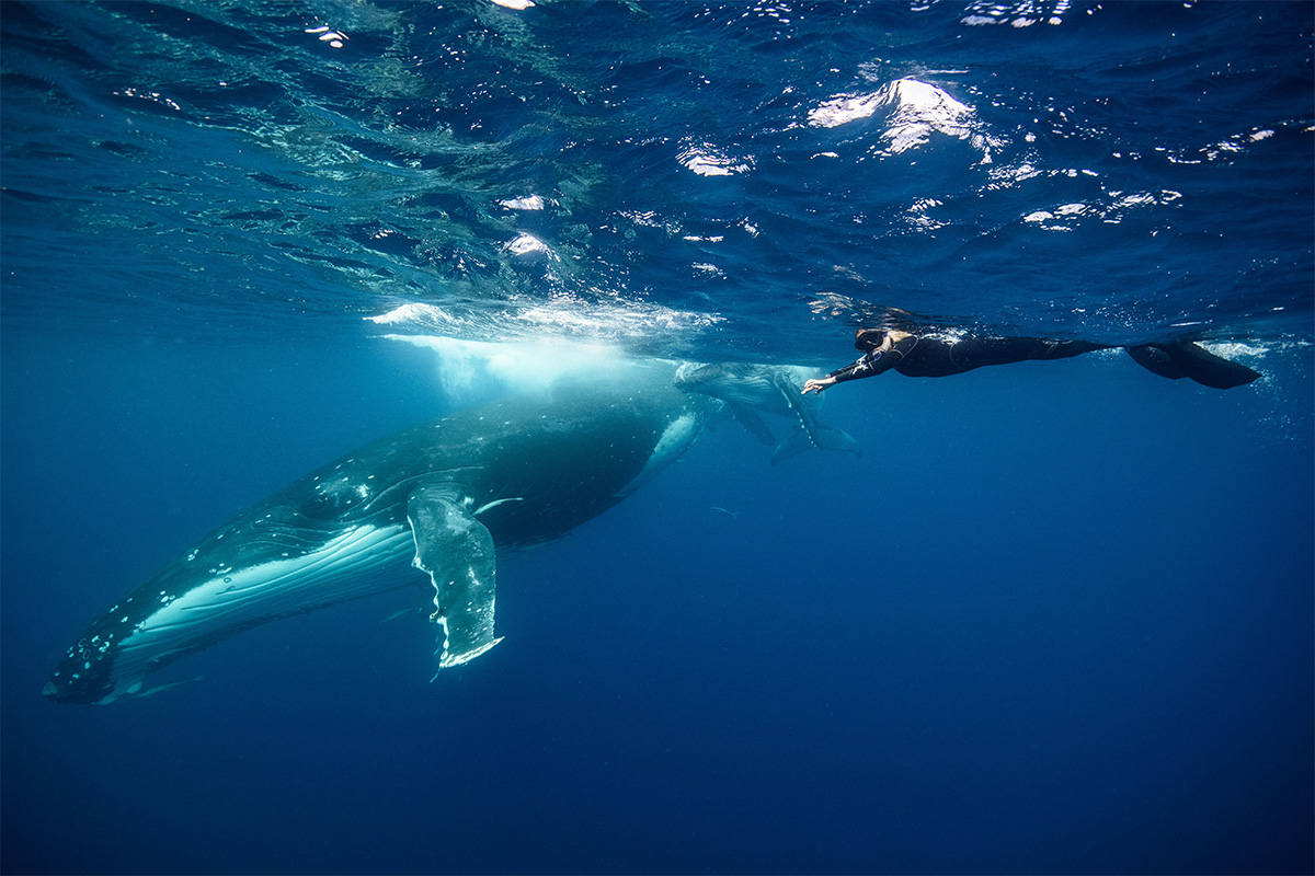 Swimming with humpack whales in Tonga