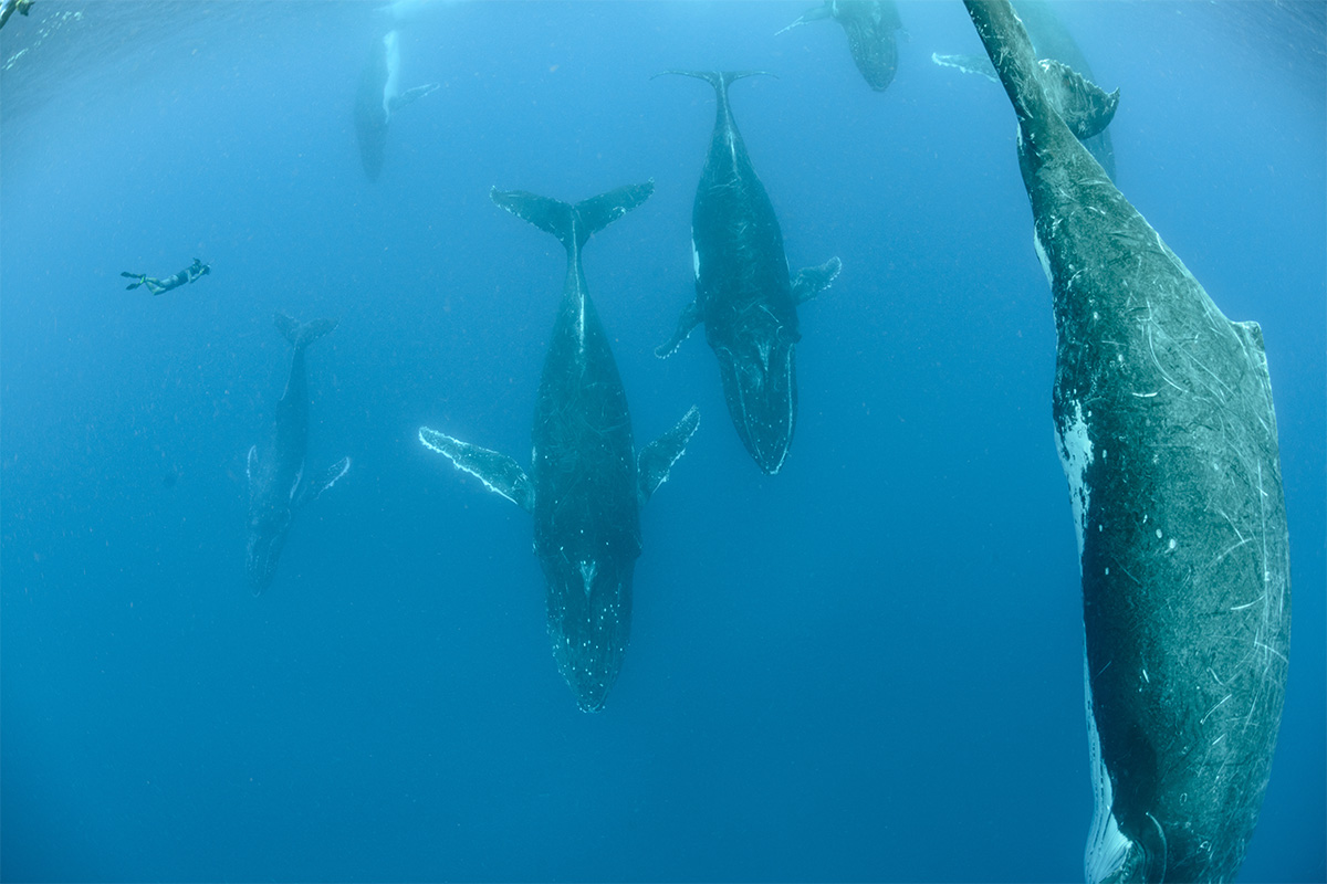Swimming with humpback whales