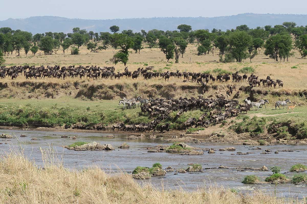 A day in the northern Serengeti