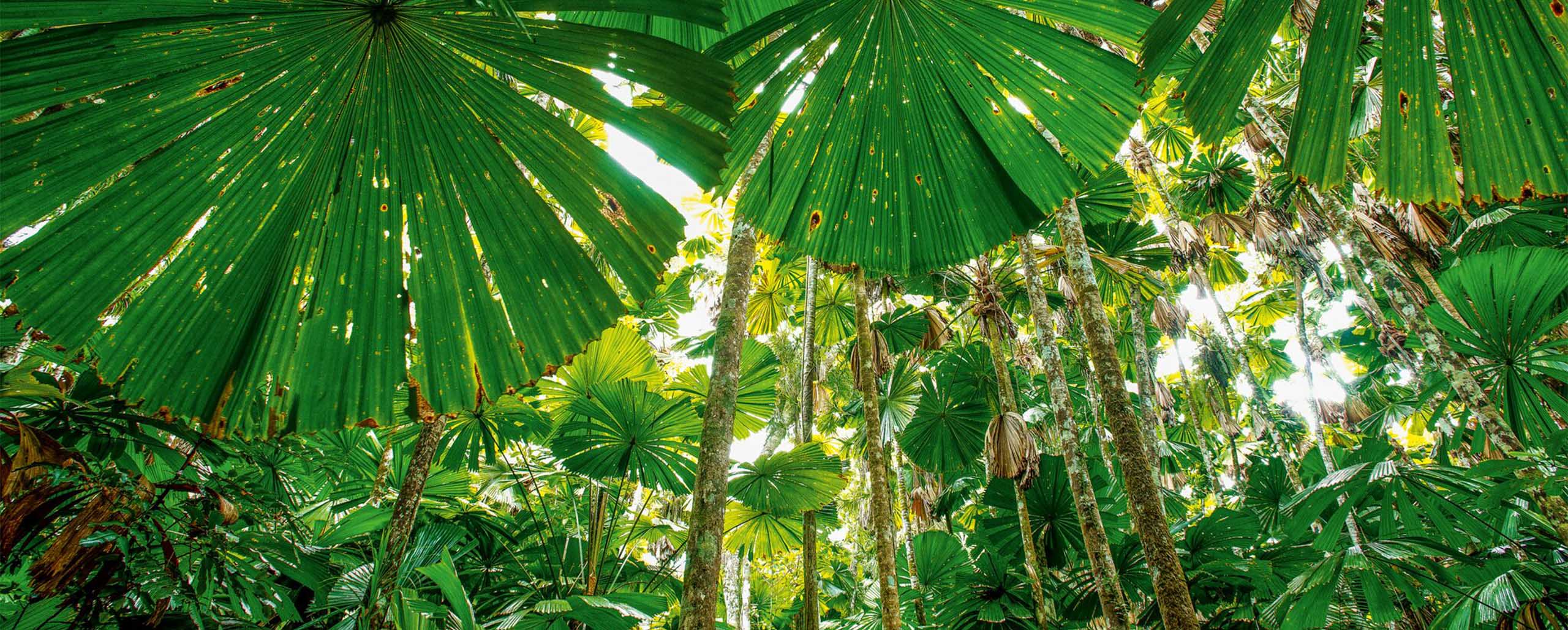 How best to explore Tropical North Queensland, Australia
