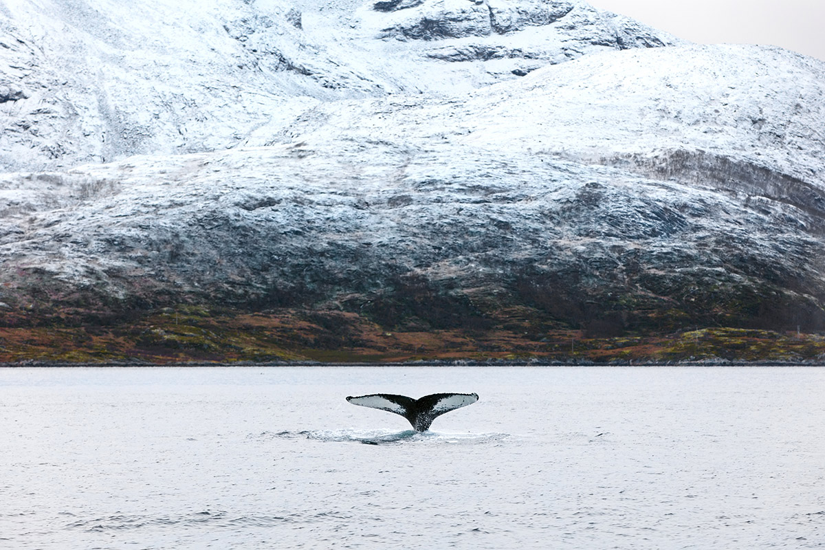 ten reasons to visit the arctic with cazenove+loyd
