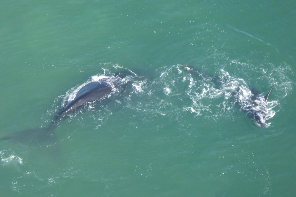 South Africa Whale Watching