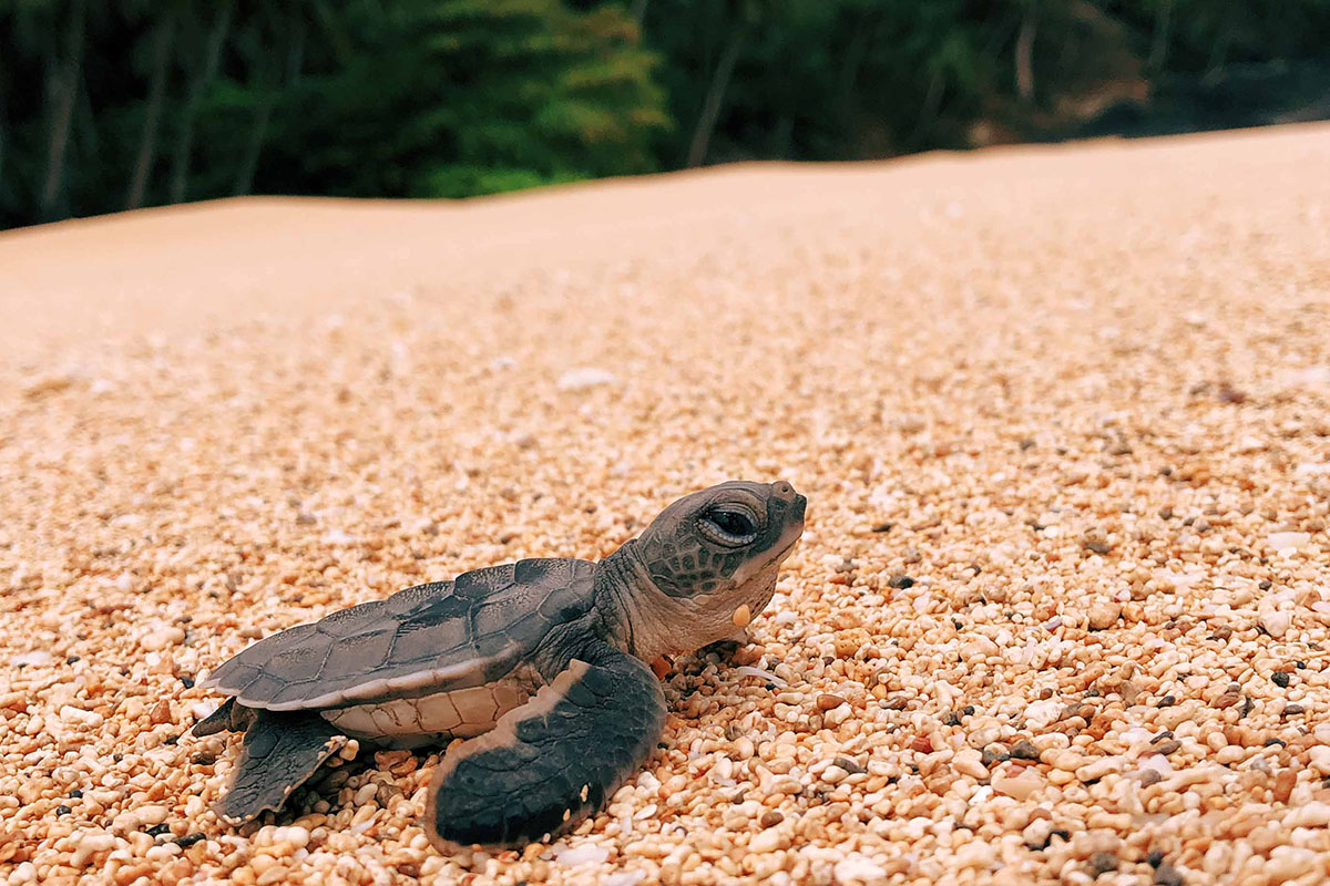 São Tomé + Príncipe destinations to see the little turtles