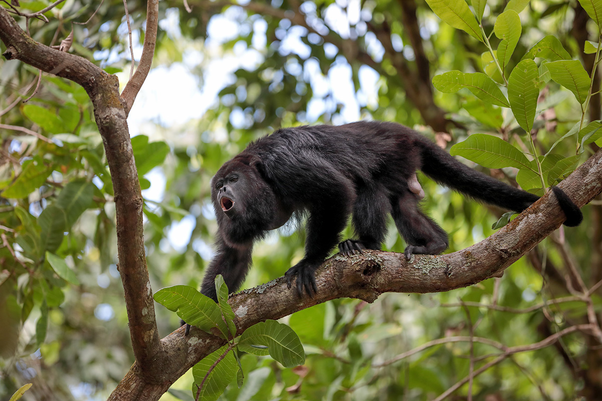 howler monkey in Belize