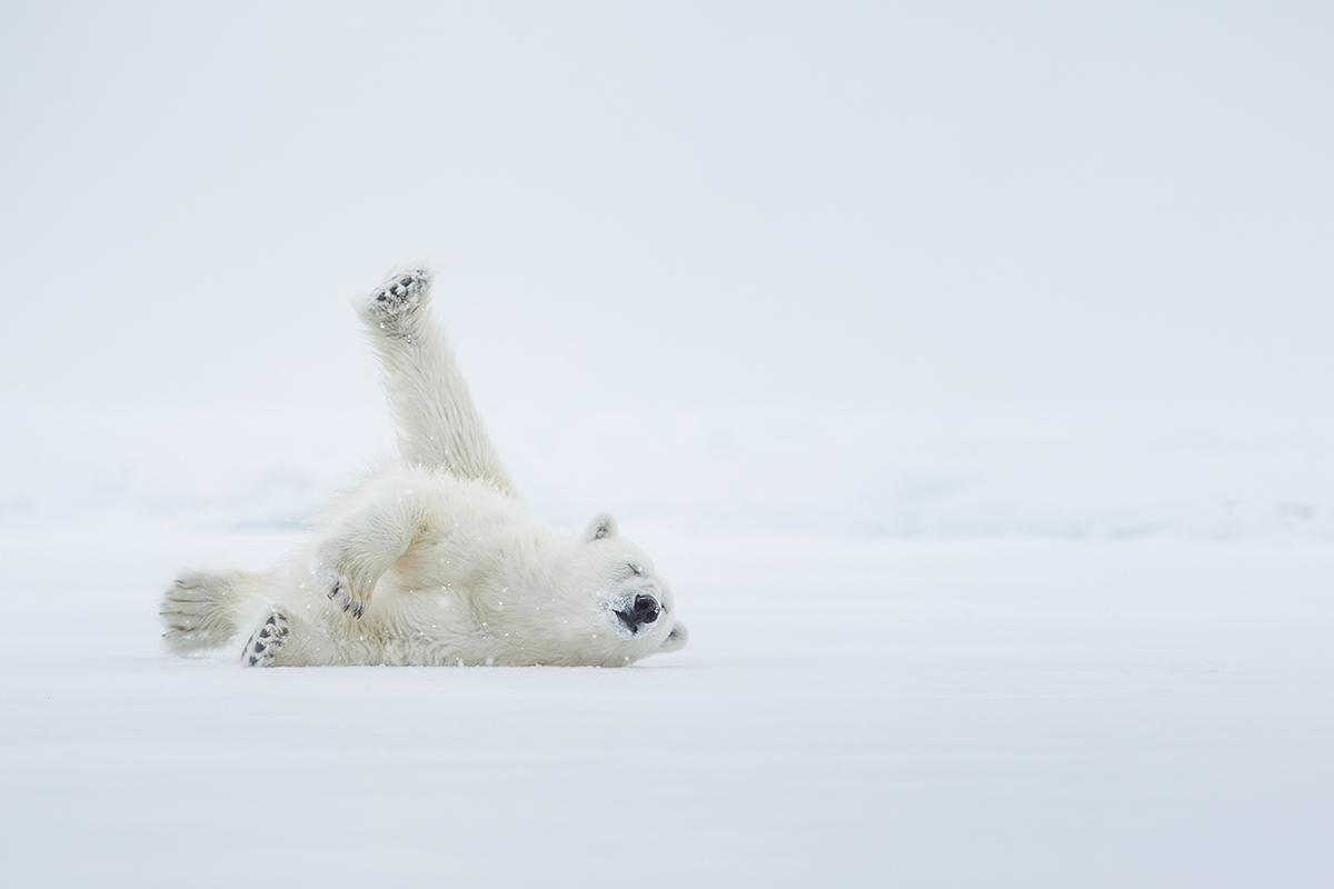 Ten reasons to visit the Arctic with cazenove+loyd