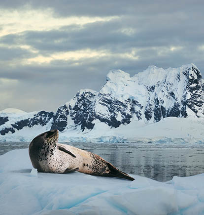 Seal is part of the wildlife of Antarctica