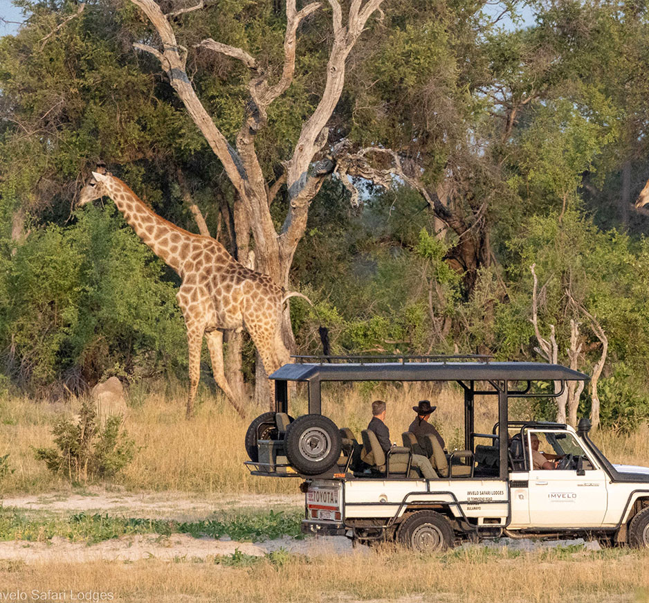 game drive on Botswana and Zimbabwe safari