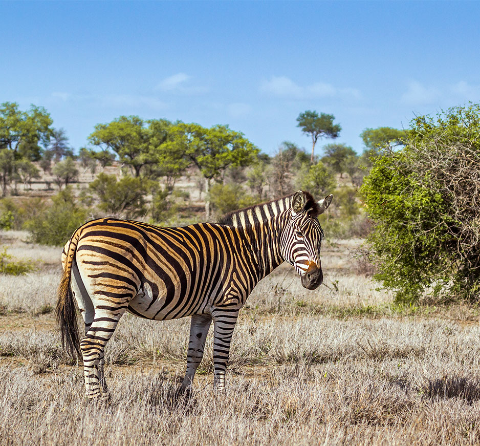 See Zebras with our 10 day South Africa itinerary