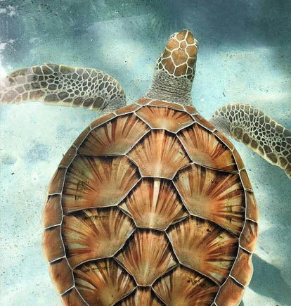 plan a trip to Jamaica to see sea ​​turtle