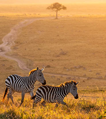 zebras running in Mara territory a great view on a Kenya safari trip