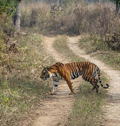 See Tiger in Chitwan Nepal following Nepal 10 day itinerary