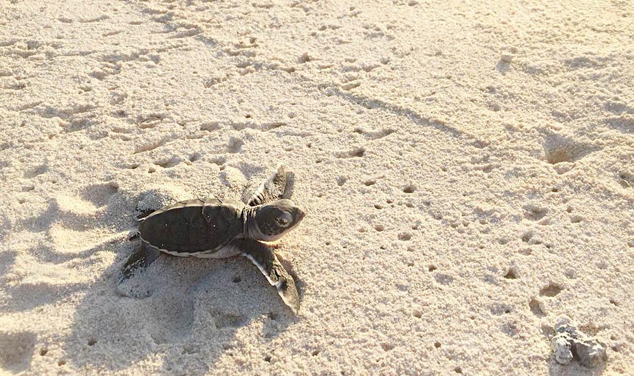 Thanda Island Tanzania turtle