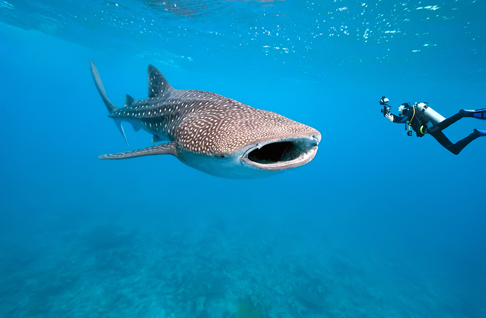 whale shark with our Thanda Island Tanzania itinerary