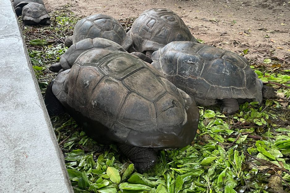 Aldabra Atoll giant tortoises