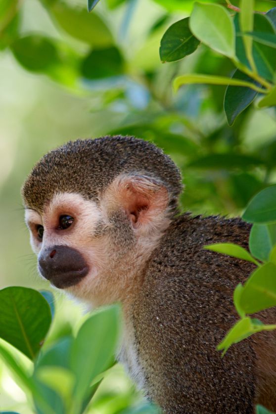 Peruvian Amazon monkey