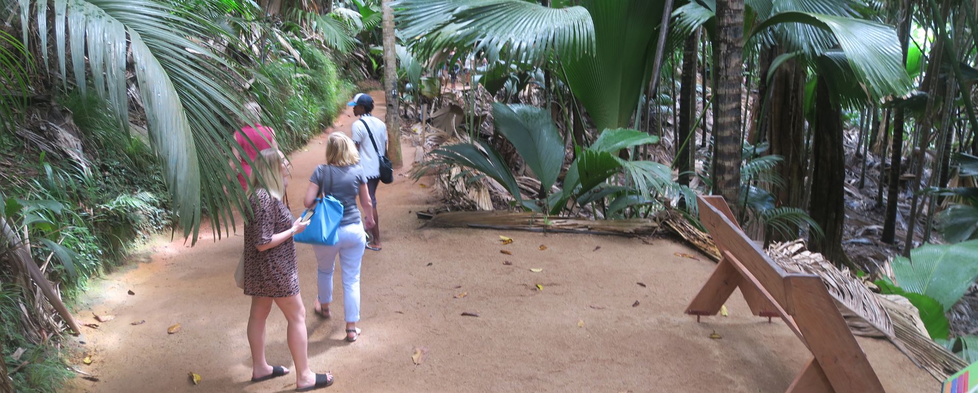 Things to do in the Seychelles, walk the Vallee de Mai