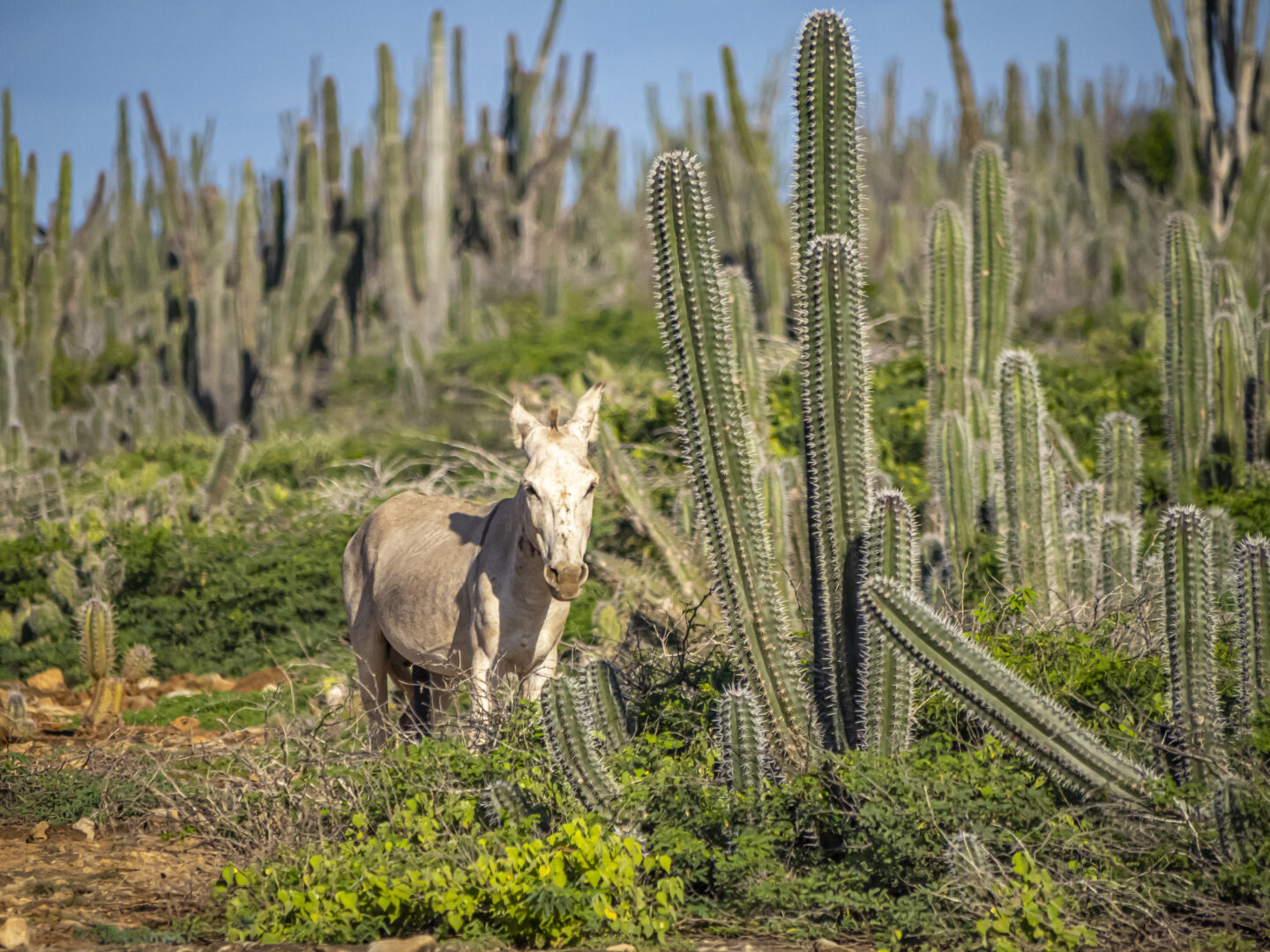 Scenic Landscape of the island of Bonaire, Cactus