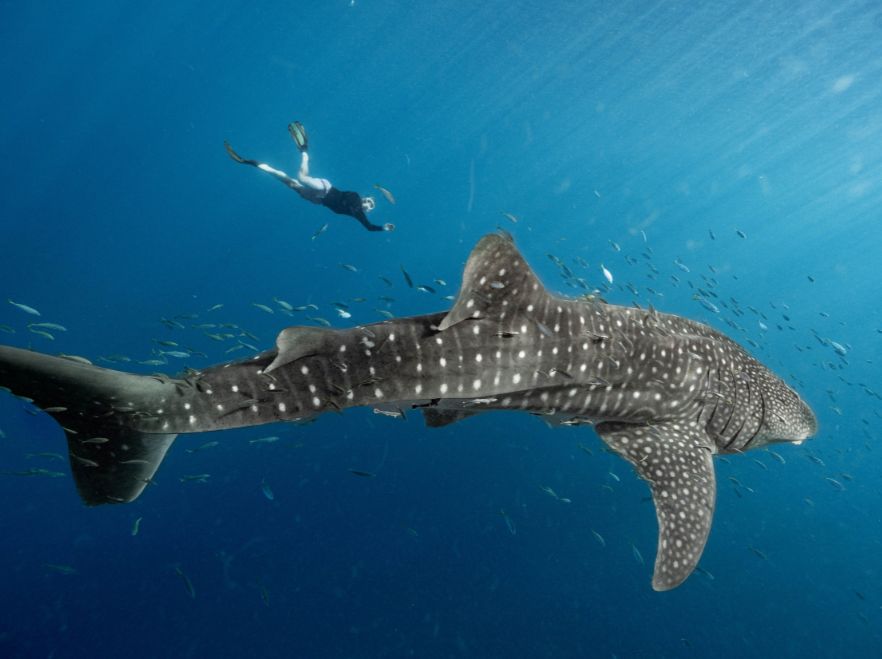 Swimming with Whale Sharks, Indonesia