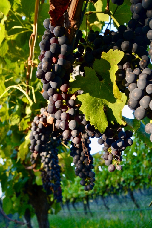 Grapes, Mornington Peninsula, Australia