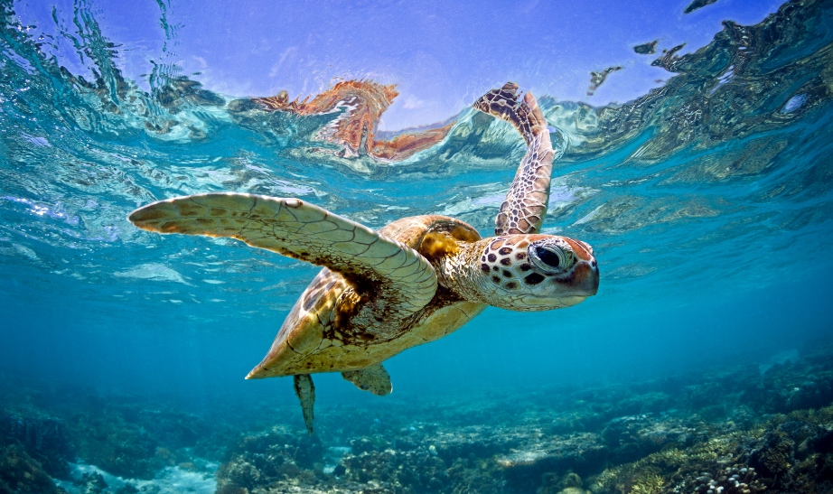 Turtle, Great Barrier Reef, Australia