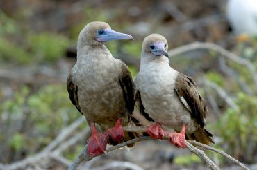 wildlife, genovesa island, Galapagos, Ecuador