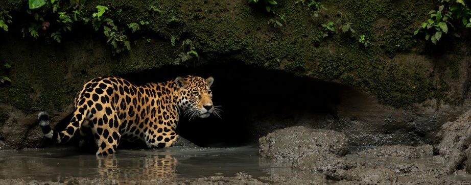 Jaguar Safari in the Brazilian Pantanal
