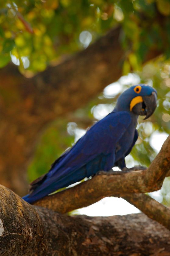 Hyacinth Maccaw Pantanal Brazil