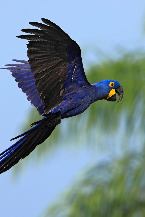 Hyacinth Maccaw Pantanal Brazil