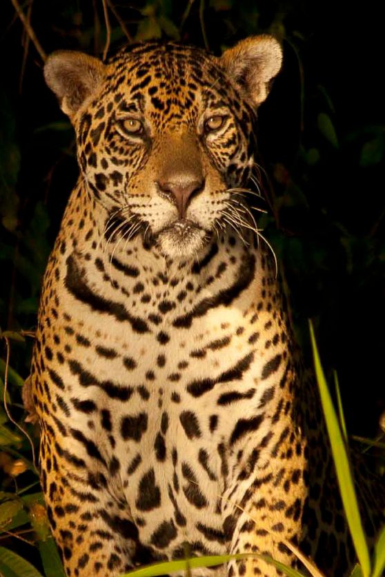 Jaguar in the Brazilian Pantanal