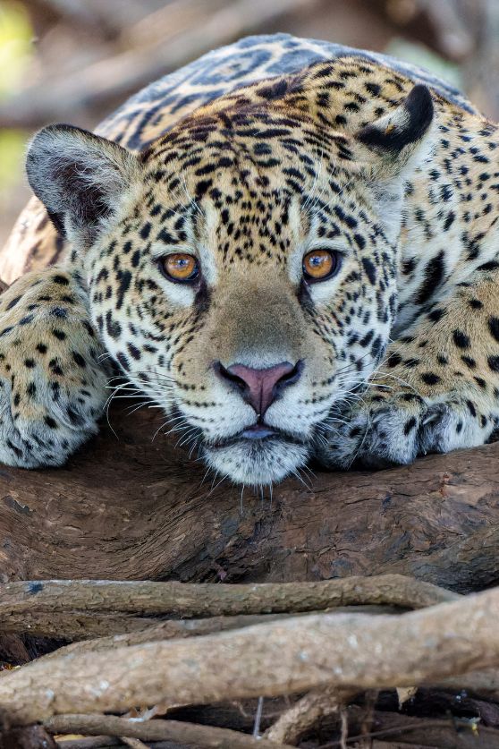 Jaguar in the Brazilian Pantanal
