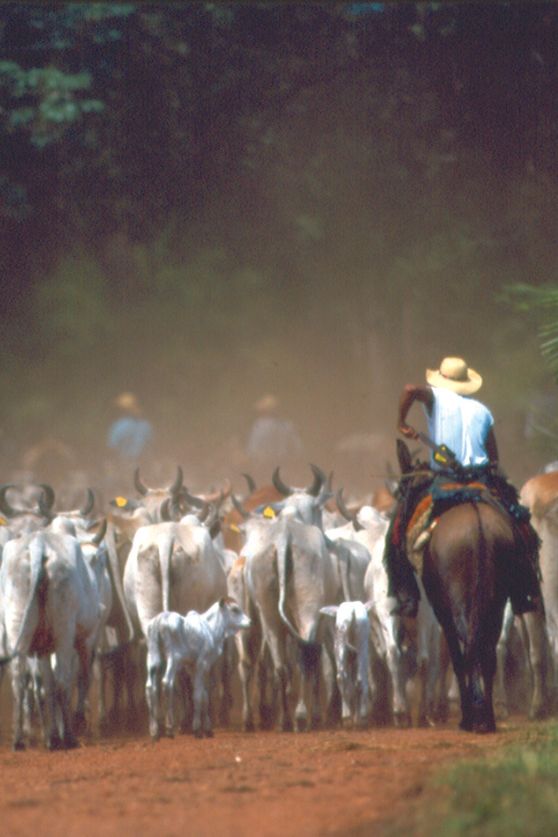 The Brazilian Pantanal
