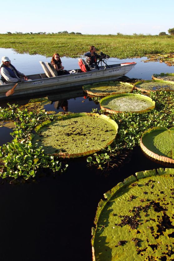 The Brazilian Pantanal