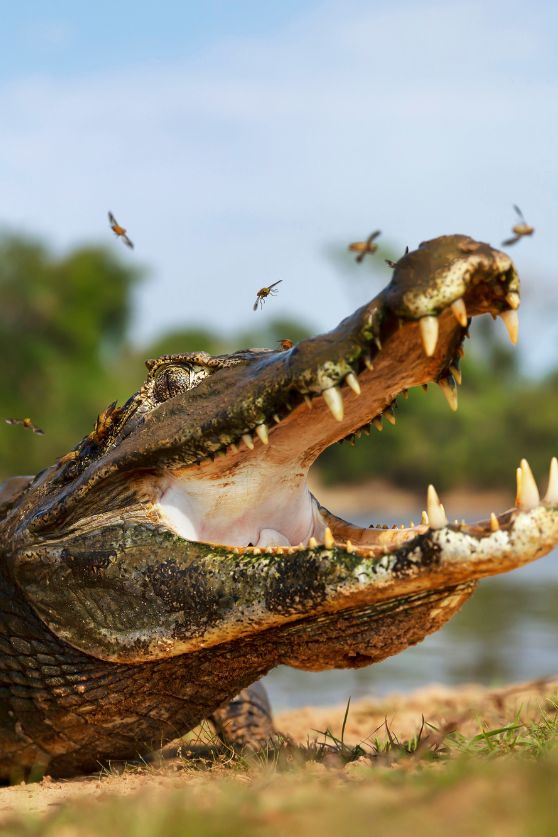 The Brazilian Pantanal
