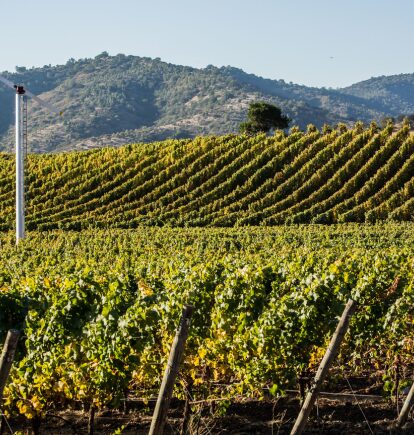 biodynamic vineyards, matetic, chile