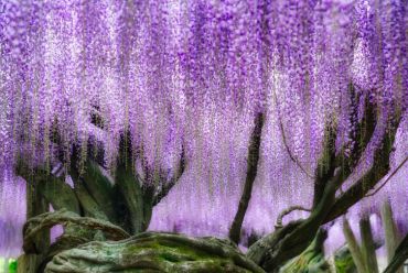 Kawachi Wisteria Garden, Fukuoka, Japan