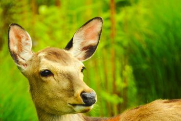 Yakushima Island, Japan