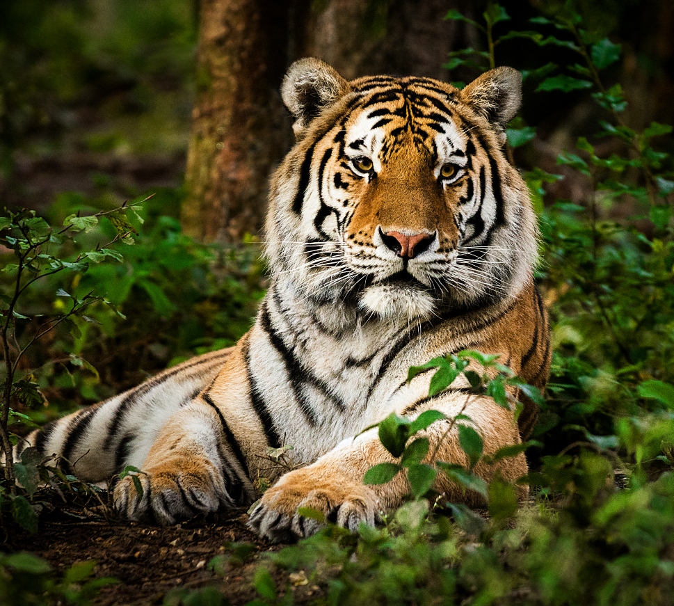 Bengal Tiger, India