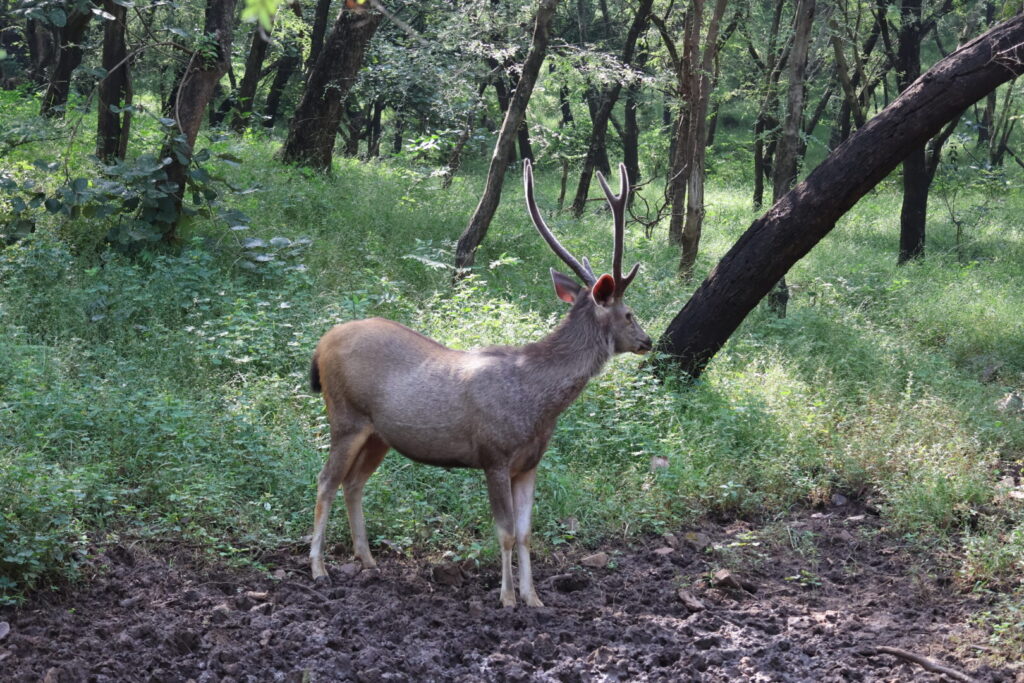 wildlife in Ranthambore