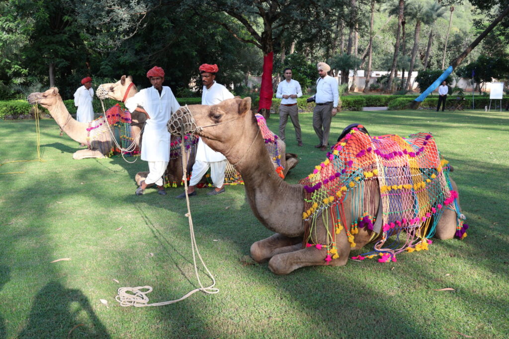 camels in Amanbagh
