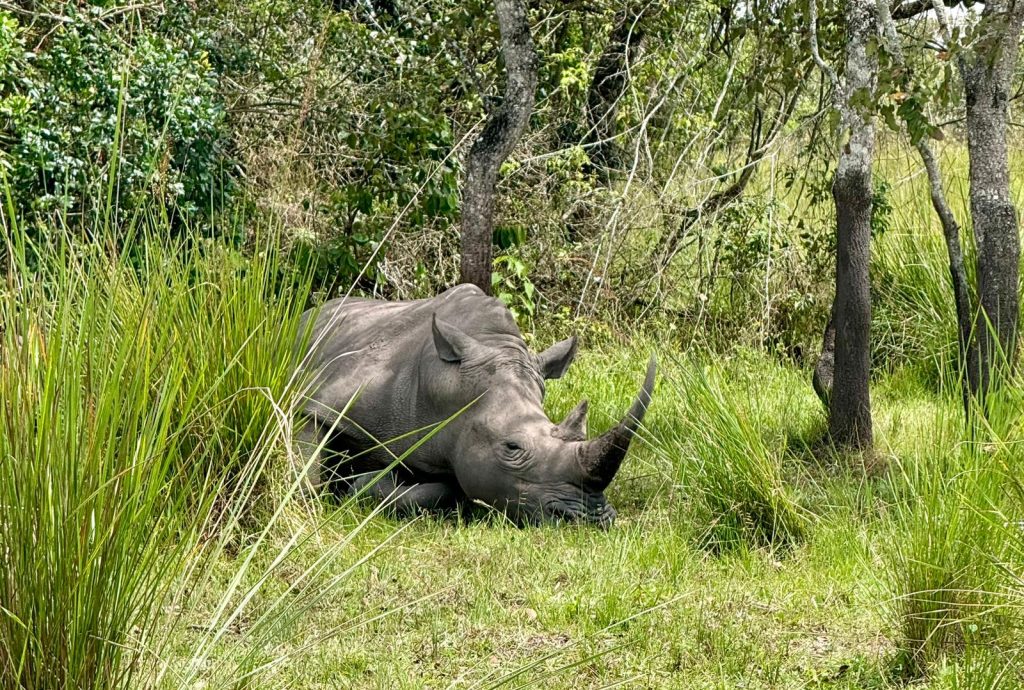 Ziwa Rhino Sanctuary: Reviving Uganda’s White Rhinos