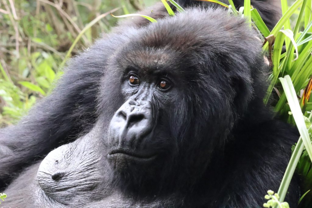 Gorilla Trekking in Rwanda: Expectations vs. Reality