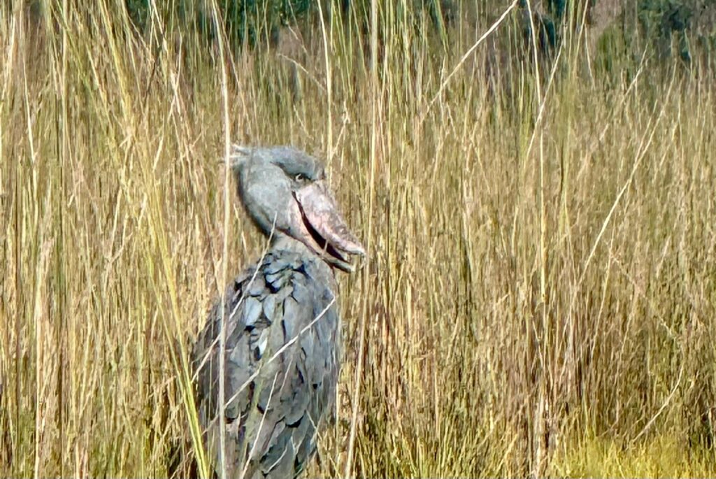shoebill in Uganda