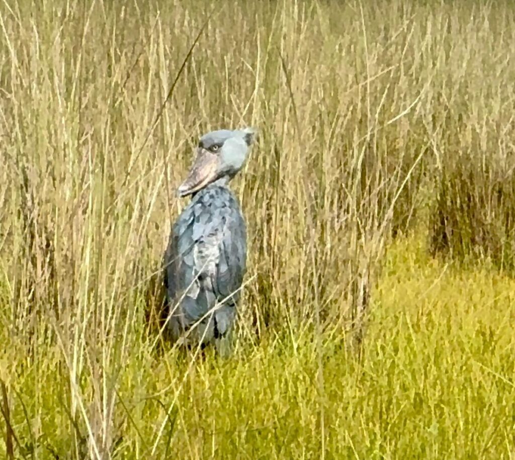 spotting shoebill in Uganda