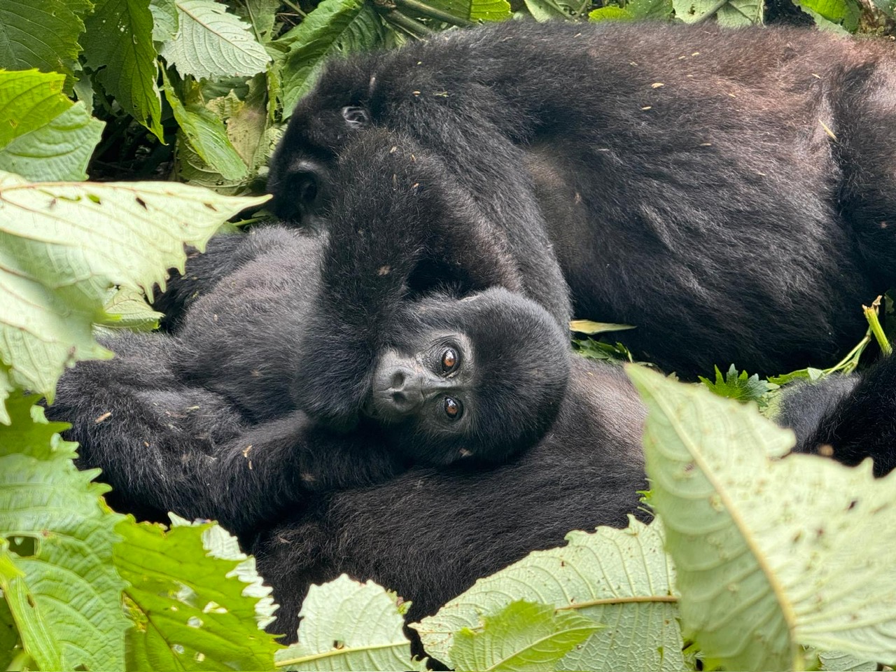 young gorilla in Uganda