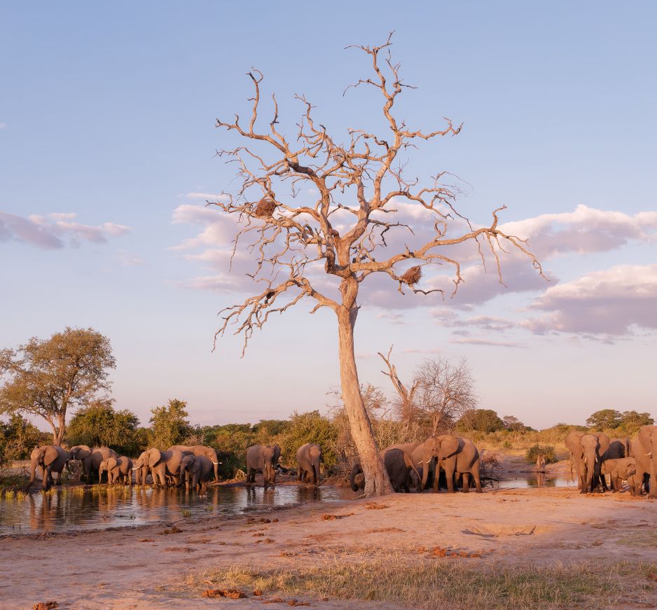 Elephants at a water hole in Hwange National Park, Zimbabwe