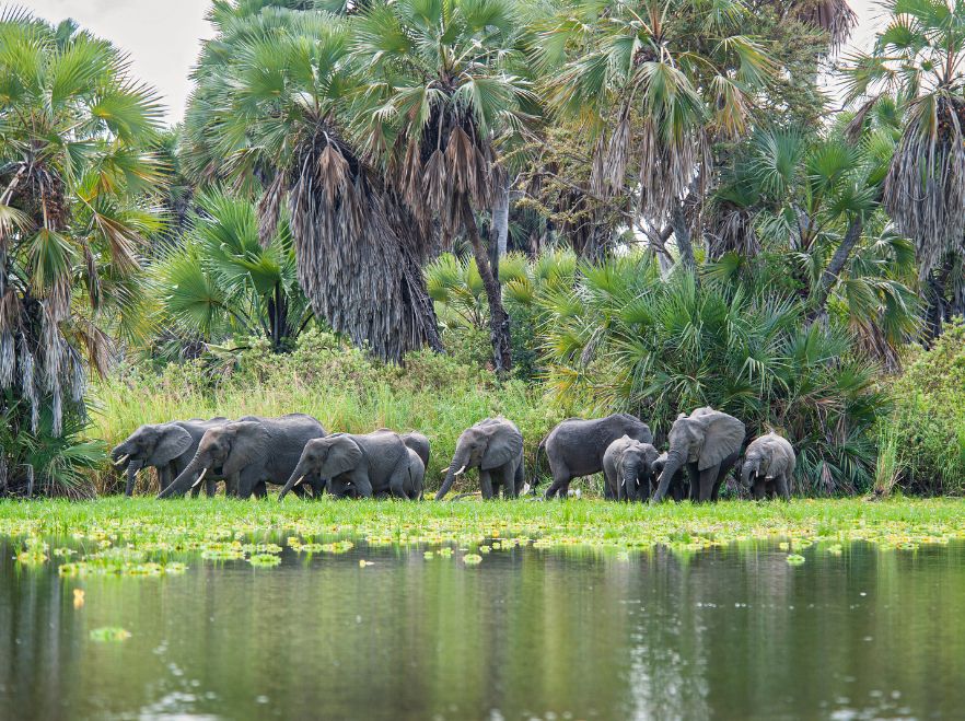 Nyerere national park, Tanzania